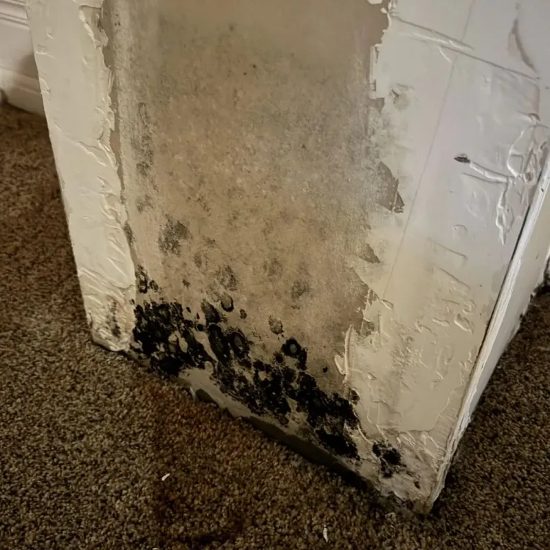 Professional Mold Removal in Colwich, KS